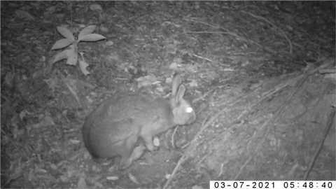 ニホンノウサギ